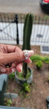 Silver frog ring, gift for good luck